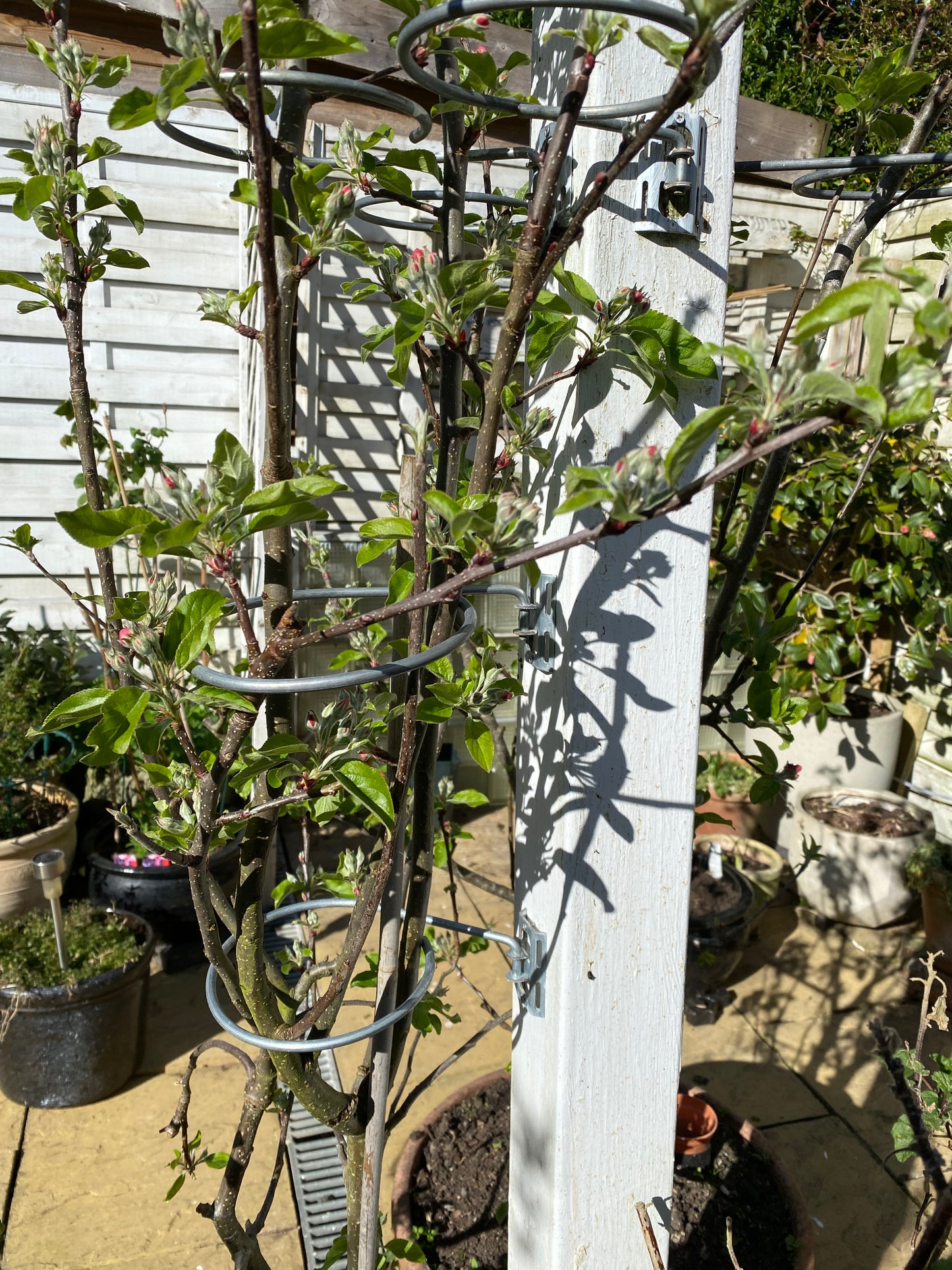 Tree supports 4 pack £12.25 - Ships Worldwide