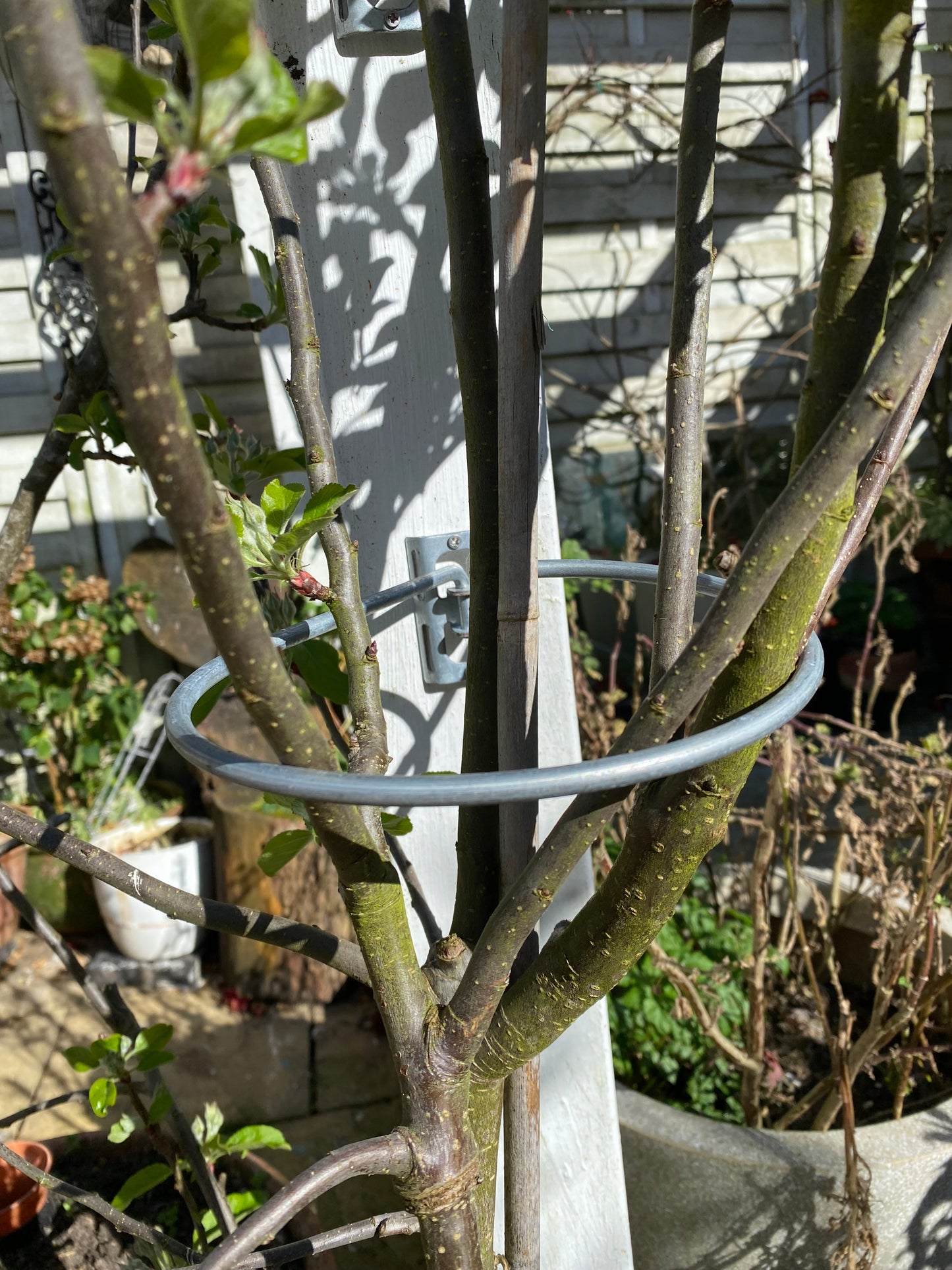 Tree supports 4 pack £12.25 - Ships Worldwide