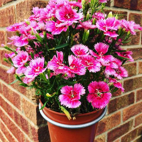 Soilpipe plant pot holder £5.99 - UK Only