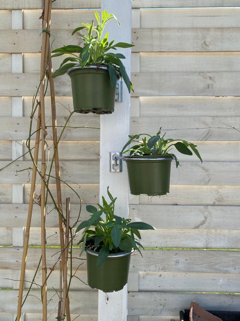 Image shows 3 single plant pot holder brackets fitted to a pergola post holding green flower pots. Available in a 3 pack for £11.75 and includes 3 plant pot holding rings, 3 brackets and 6 screws. Plant pot holding rings can be expanded from 4-inch pot to 8-inch pot. Purchase from potmagic.co.uk. Can be quickly screw fitted to fences, pergolas and walls with screw fittings provided. Brackets are made from strong galvanised steel. Pot holding ring is made from strong 6mm diameter galvanised steel.