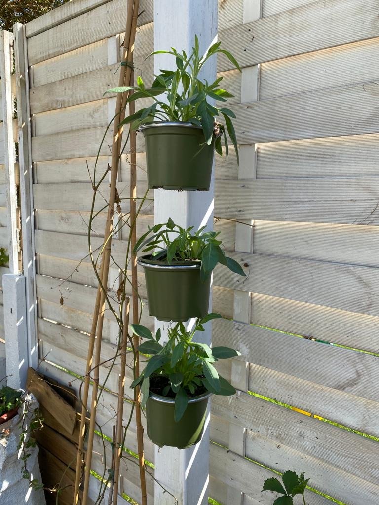 Image shows 3 single plant pot holder brackets fitted to a pergola post. Available in a 3 pack for £11.75 and includes 3 plant pot holding rings, 3 brackets and 6 screws. Plant pot holding rings can be expanded from 4-inch pot to 8-inch pot. Purchase from potmagic.co.uk. Can be quickly screw fitted to fences, pergolas and walls with screw fittings provided. Brackets are made from strong galvanised steel. Pot holding ring is made from strong 6mm diameter galvanised steel.