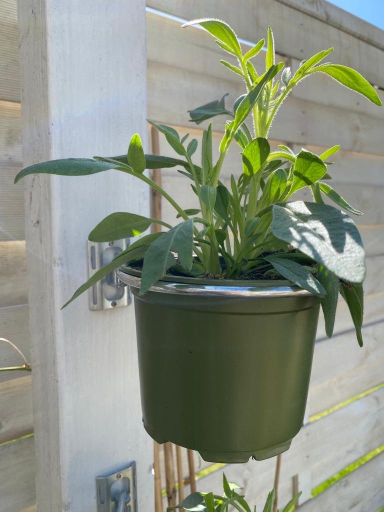 Image shows close up of 1 plant pot holder bracket fitted to a pergola post holding a green flower pot. Available in a 3 pack for £11.75 and includes 3 plant pot holding rings, 3 brackets and 6 screws. Plant pot holding rings can be expanded from 4-inch pot to 8-inch pot. Purchase from potmagic.co.uk. Can be quickly screw fitted to fences, pergolas and walls with screw fittings provided. Brackets are made from strong galvanised steel. Pot holding ring is made from strong 6mm diameter galvanised steel.
