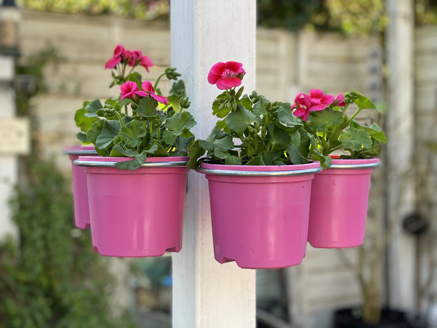 Image shows close up of 4 plant pot holding rings fitted to pergola post holding pink flowering pots. Available in a 4 pack for £12.25 and includes 4 plant pot holding rings, 4 brackets and 8 screws. Plant pot holding rings can be expanded from 4-inch pot to almost 8-inch pot. Purchase from potmagic.co.uk. Can be quickly screw fitted to fences, pergolas and walls with screw fittings provided. Brackets are made from strong galvanised steel. Pot holding ring is made from strong 6mm diameter galvanised steel.