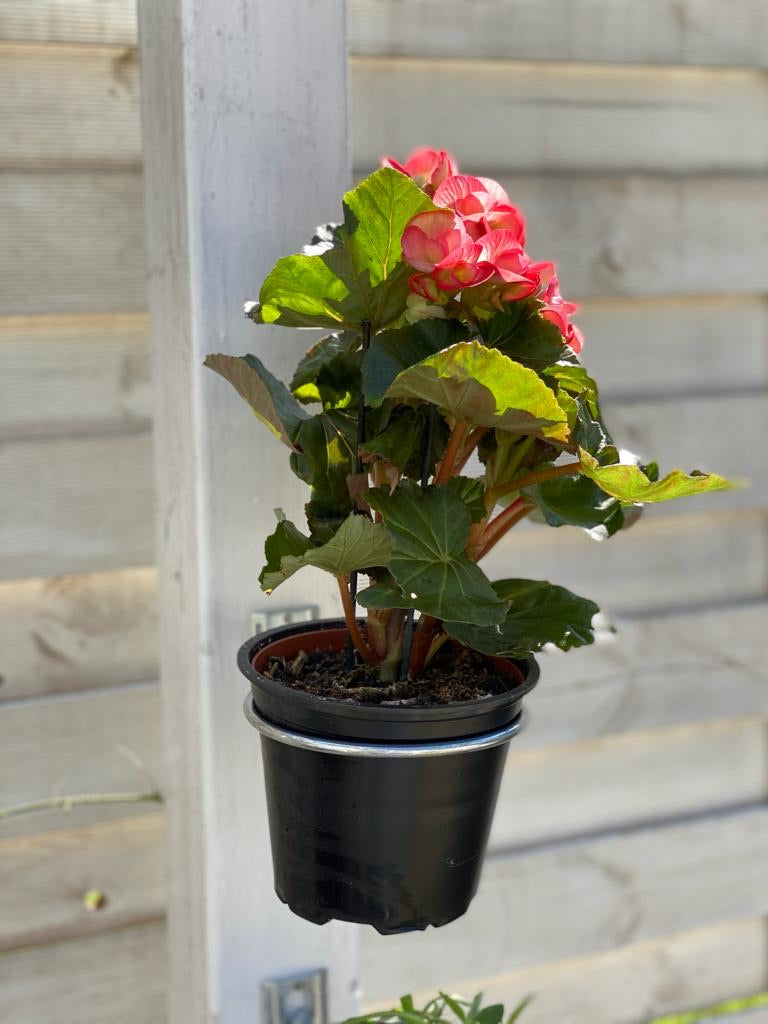 Image shows close up of 1 plant pot holder bracket fitted to a pergola post holding a flowering plant. Available in a 3 pack for £11.75 and includes 3 plant pot holding rings, 3 brackets and 6 screws. Plant pot holding rings can be expanded from 4-inch pot to 8-inch pot. Purchase from potmagic.co.uk. Can be quickly screw fitted to fences, pergolas and walls with screw fittings provided. Brackets are made from strong galvanised steel. Pot holding ring is made from strong 6mm diameter galvanised steel.