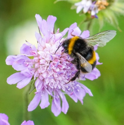 WOW Pan Trap Kit or Plant Pot Holder 3 Pack for any Post Size - 50mm to 180mm DIA - Also adjustable pot holder rings 4-7 inch - £11.75 - Ships Worldwide