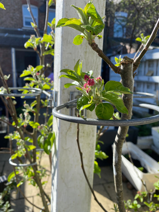 A young tree with green leaves and pink buds is supported by a metal ring attached to a white column. The tree is growing in a garden setting with other plants and a fence in the background.