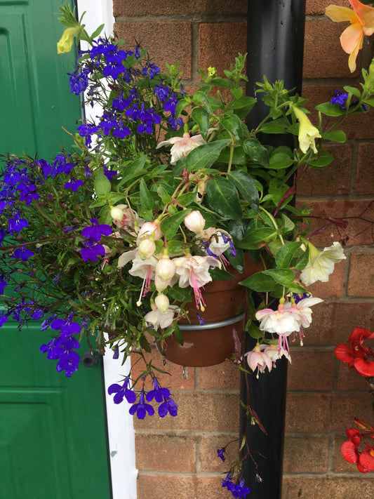 A plant pot holder attached to a drainpipe, featuring a hanging basket with green and pink plants against a brick wall backdrop.