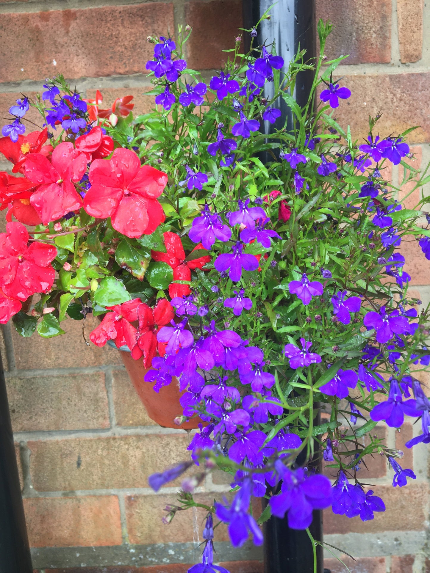 Image showing 1 Single rain water drainpipe plant pot holder containing terracotta plant pots with flowers. Priced 3 for £11.99. Drainpipe Plant Pot Holders by PotMagic Ltd are used to create a beautiful vertical garden and disguise those ugly 65mm square or 68mm round rainwater drain pipes. Fit in 2 seconds. No Tools are Required. Plant pot holding ring can be expanded from 4 inches to 8 inches diameter. Made from shiny galvanised 6mm diameter steel. Strong. UK made, patented product. http://POTMAGIC.co.uk